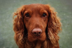 Dog Products